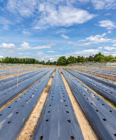 Plástico para agricultura Negro Galga 200