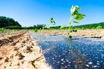 Cultivo de plástico negro fotografías e imágenes de alta resolución -  Página 6 - Alamy