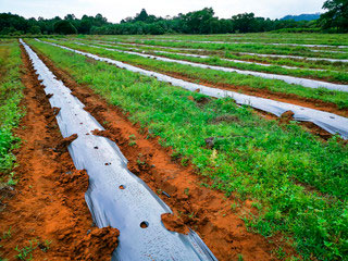 Plástico para agricultura Negro Galga 200