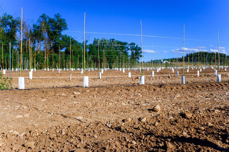 protectores-para-olivos-plantación