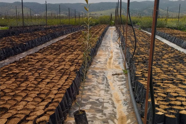 bolsas-para-plantones-de-olivo-plantación